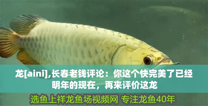 龍[aini],長(zhǎng)春老錢評(píng)論：你這個(gè)快完美了已經(jīng)明年的現(xiàn)在，再來評(píng)價(jià)這龍