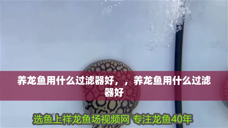 養龍魚用什么過濾器好，，養龍魚用什么過濾器好
