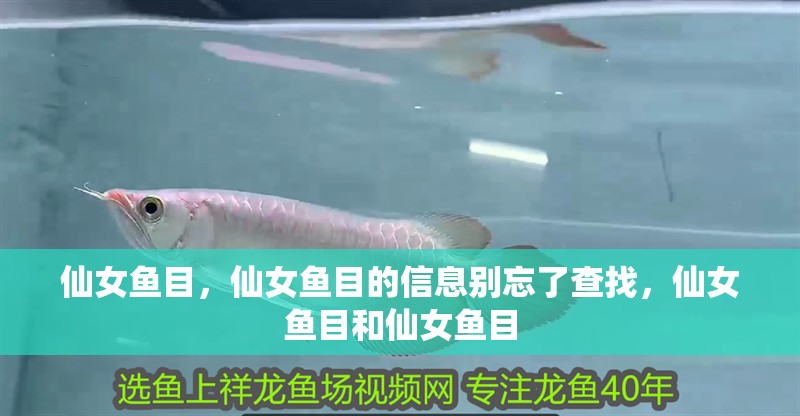 仙女魚目，仙女魚目的信息別忘了查找，仙女魚目和仙女魚目
