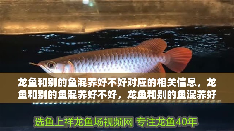 龍魚和別的魚混養好不好對應的相關信息，龍魚和別的魚混養好不好，龍魚和別的魚混養好不好
