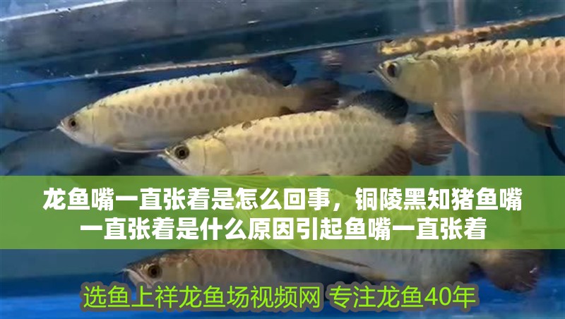 龍魚嘴一直張著是怎么回事，銅陵黑知豬魚嘴一直張著是什么原因引起魚嘴一直張著