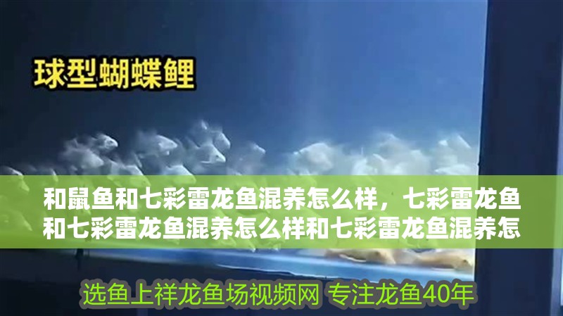 和鼠魚和七彩雷龍魚混養(yǎng)怎么樣，七彩雷龍魚和七彩雷龍魚混養(yǎng)怎么樣和七彩雷龍魚混養(yǎng)怎么樣