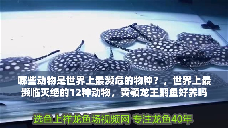 哪些動物是世界上最瀕危的物種？，世界上最瀕臨滅絕的12種動物，黃顎龍王鯛魚好養嗎