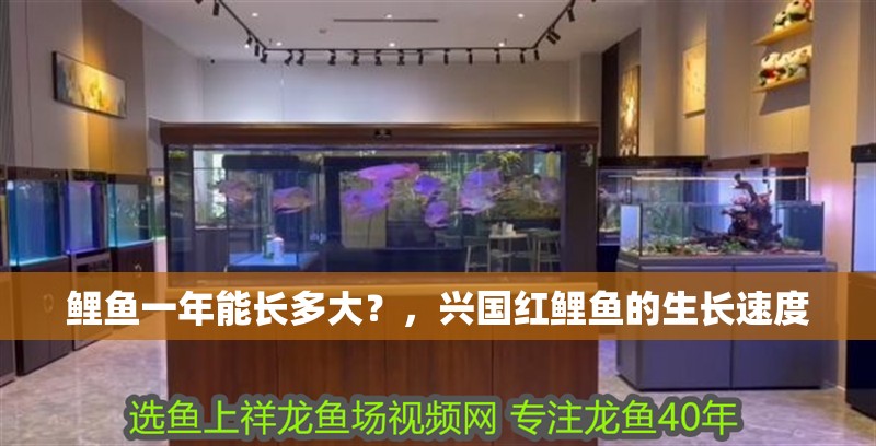 鯉魚一年能長多大？，興國紅鯉魚的生長速度