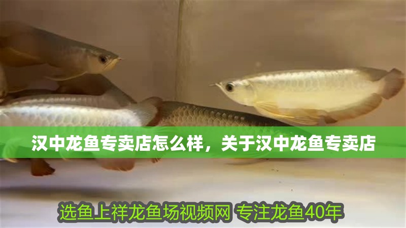 漢中龍魚專賣店怎么樣，關(guān)于漢中龍魚專賣店