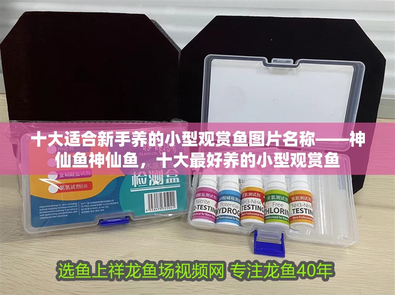 十大適合新手養(yǎng)的小型觀賞魚圖片名稱——神仙魚神仙魚，十大最好養(yǎng)的小型觀賞魚