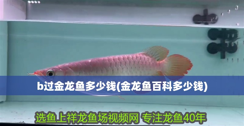 b過金龍魚多少錢(金龍魚百科多少錢)