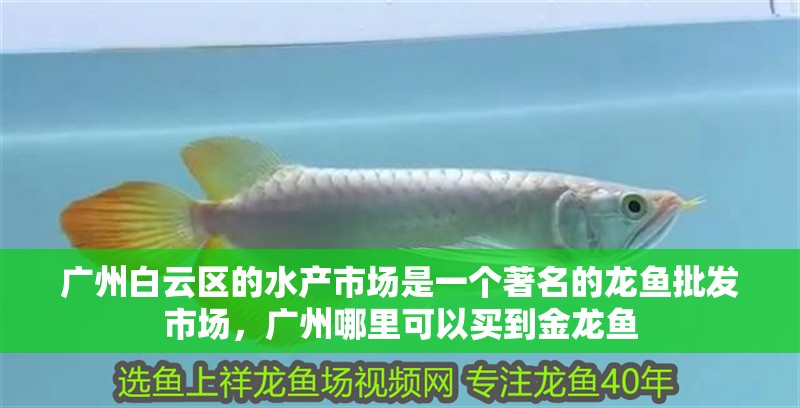 廣州白云區(qū)的水產(chǎn)市場(chǎng)是一個(gè)著名的龍魚批發(fā)市場(chǎng)，廣州哪里可以買到金龍魚