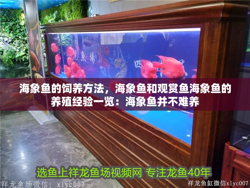 海象魚的飼養方法，海象魚和觀賞魚海象魚的養殖經驗一覽：海象魚并不難養