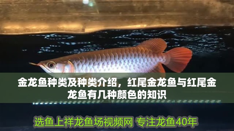 金龍魚種類及種類介紹，紅尾金龍魚與紅尾金龍魚有幾種顏色的知識