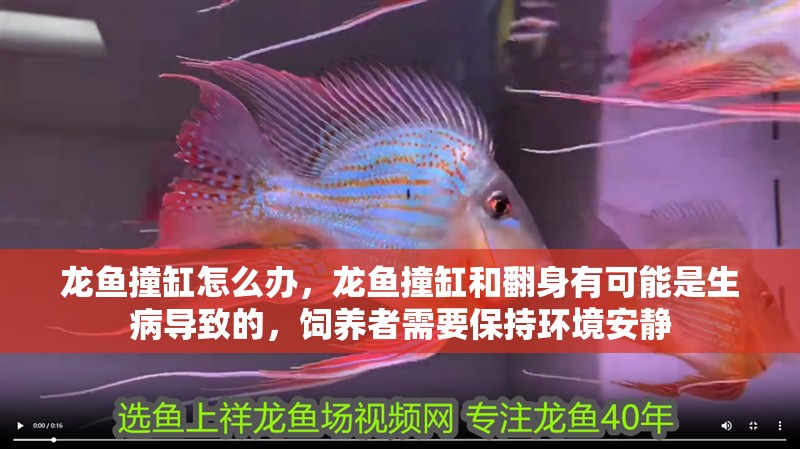 龍魚撞缸怎么辦，龍魚撞缸和翻身有可能是生病導(dǎo)致的，飼養(yǎng)者需要保持環(huán)境安靜