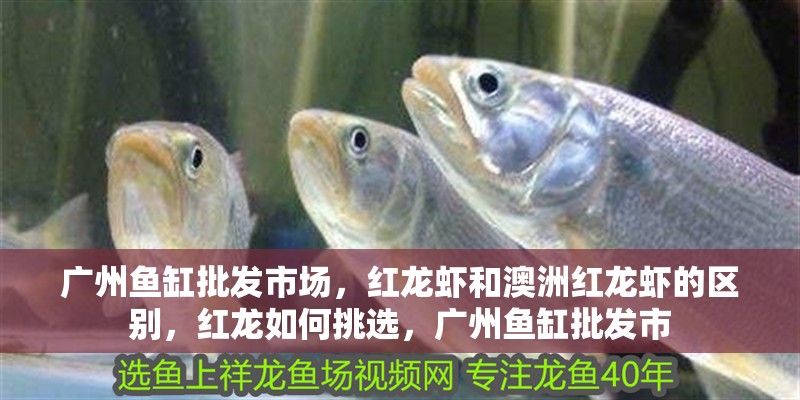 廣州魚缸批發(fā)市場，紅龍蝦和澳洲紅龍蝦的區(qū)別，紅龍如何挑選，廣州魚缸批發(fā)市
