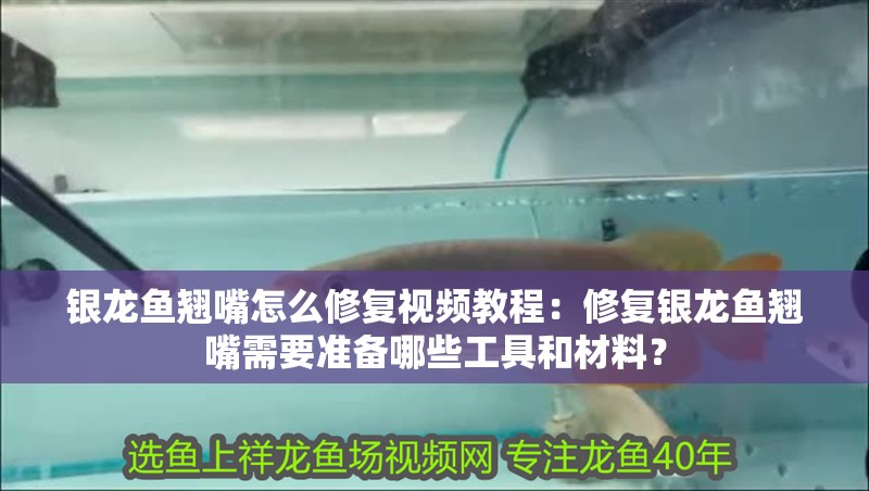 銀龍魚翹嘴怎么修復視頻教程：修復銀龍魚翹嘴需要準備哪些工具和材料？