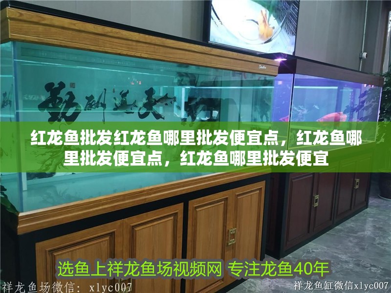 紅龍魚批發(fā)紅龍魚哪里批發(fā)便宜點，紅龍魚哪里批發(fā)便宜點，紅龍魚哪里批發(fā)便宜