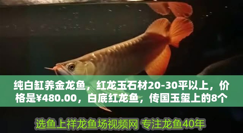 純白缸養金龍魚，紅龍玉石材20-30平以上，價格是￥480.00，白底紅龍魚，傳國玉璽上的8個字是什么，白缸適合養什么龍