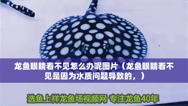龍魚眼睛看不見怎么辦呢圖片（龍魚眼睛看不見是因為水質(zhì)問題導(dǎo)致的，）