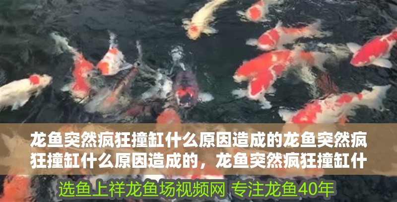 龍魚突然瘋狂撞缸什么原因造成的龍魚突然瘋狂撞缸什么原因造成的，龍魚突然瘋狂撞缸什么原因造成的