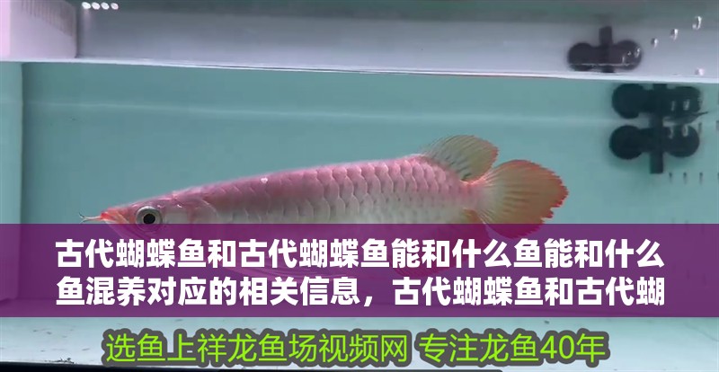 古代蝴蝶魚和古代蝴蝶魚能和什么魚能和什么魚混養(yǎng)對應(yīng)的相關(guān)信息，古代蝴蝶魚和古代蝴蝶魚能和什么魚混養(yǎng)對應(yīng)