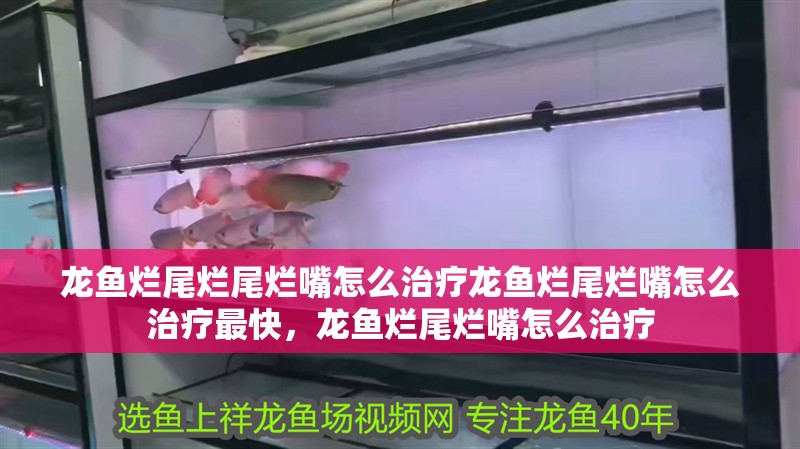 龍魚爛尾爛尾爛嘴怎么治療龍魚爛尾爛嘴怎么治療最快，龍魚爛尾爛嘴怎么治療