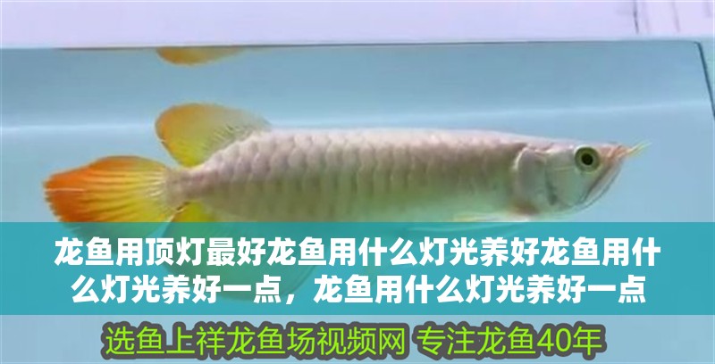 龍魚用頂燈最好龍魚用什么燈光養好龍魚用什么燈光養好一點，龍魚用什么燈光養好一點