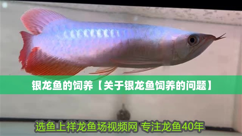 銀龍魚的飼養(yǎng)【關(guān)于銀龍魚飼養(yǎng)的問題】