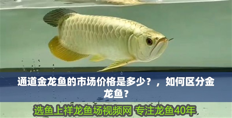通道金龍魚的市場價格是多少？，如何區分金龍魚？