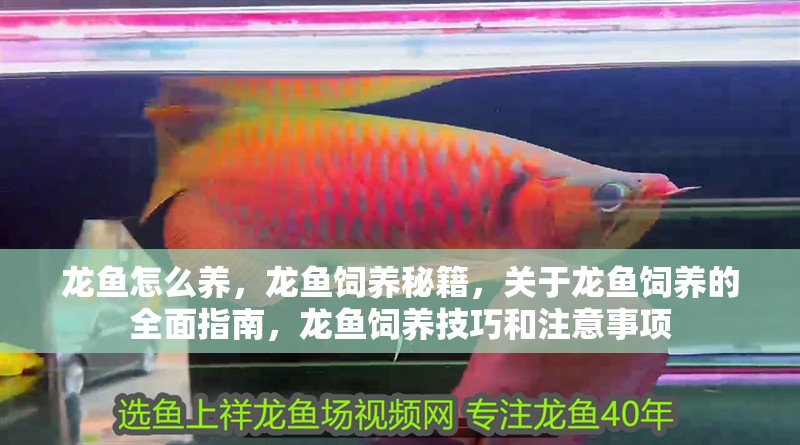 龍魚怎么養，龍魚飼養秘籍，關于龍魚飼養的全面指南，龍魚飼養技巧和注意事項