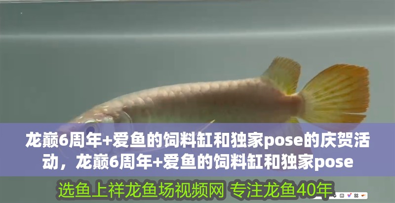 龍巔6周年+愛(ài)魚的飼料缸和獨(dú)家pose的慶賀活動(dòng)，龍巔6周年+愛(ài)魚的飼料缸和獨(dú)家pose