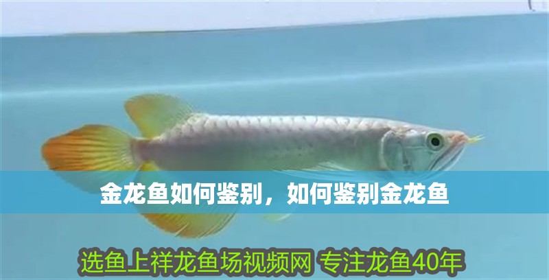 金龍魚如何鑒別，如何鑒別金龍魚