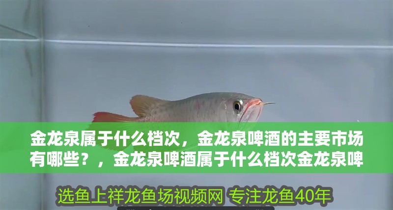 金龍泉屬于什么檔次，金龍泉啤酒的主要市場有哪些？，金龍泉啤酒屬于什么檔次金龍泉啤酒有哪些經典產品