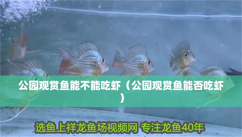 公園觀賞魚能不能吃蝦（公園觀賞魚能否吃蝦）