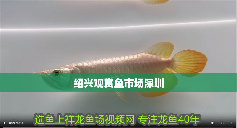 紹興觀賞魚市場(chǎng)深圳