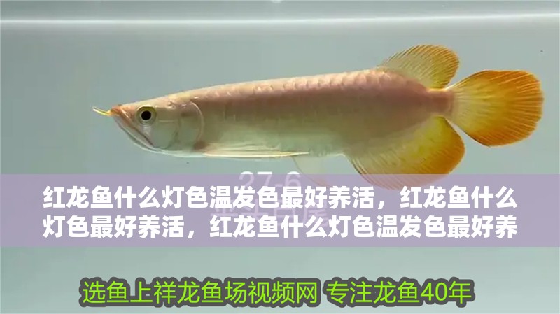 紅龍魚什么燈色溫發(fā)色最好養(yǎng)活，紅龍魚什么燈色最好養(yǎng)活，紅龍魚什么燈色溫發(fā)色最好養(yǎng)活