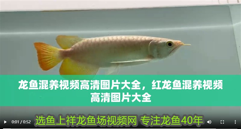 龍魚混養視頻高清圖片大全，紅龍魚混養視頻高清圖片大全