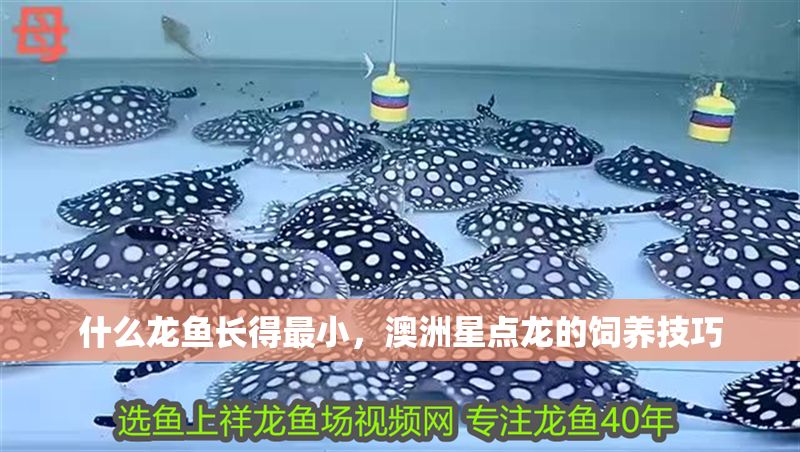 什么龍魚長得最小，澳洲星點龍的飼養技巧