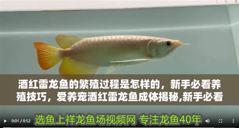酒紅雷龍魚的繁殖過程是怎樣的，新手必看養殖技巧，愛養寵酒紅雷龍魚成體揭秘,新手必看養殖技巧