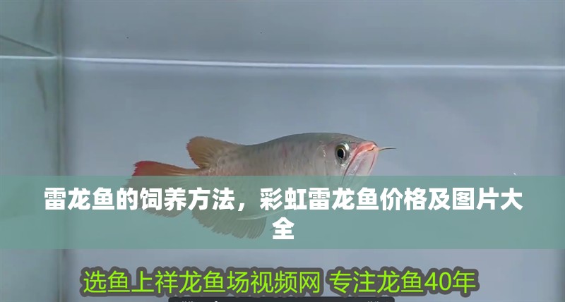 雷龍魚的飼養方法，彩虹雷龍魚價格及圖片大全