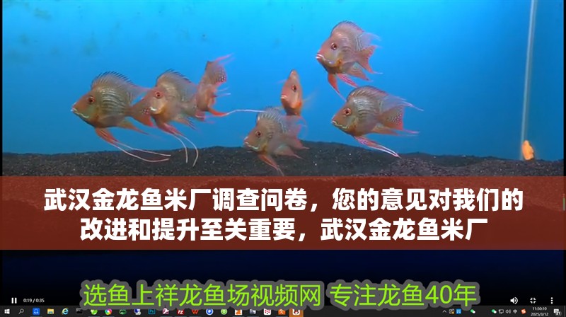 武漢金龍魚米廠調查問卷，您的意見對我們的改進和提升至關重要，武漢金龍魚米廠