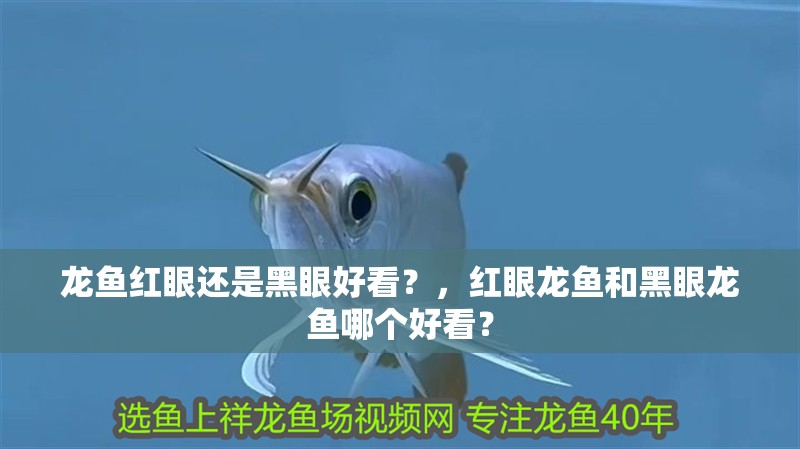 龍魚紅眼還是黑眼好看？，紅眼龍魚和黑眼龍魚哪個好看？ 龍魚紅眼還是黑眼好看？，紅眼龍魚和黑眼龍魚哪個好看？ 觀賞魚百科 第2張