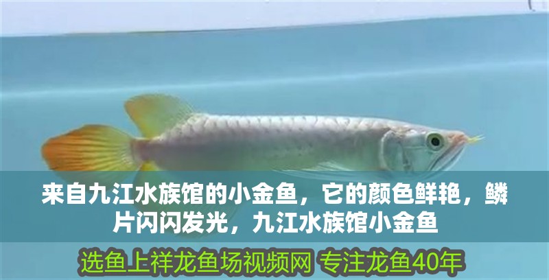 來(lái)自九江水族館的小金魚(yú)，它的顏色鮮艷，鱗片閃閃發(fā)光，九江水族館小金魚(yú)