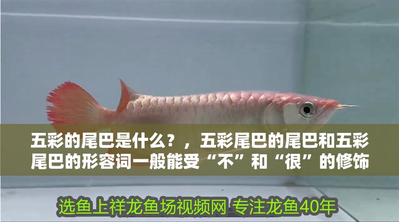 五彩的尾巴是什么？，五彩尾巴的尾巴和五彩尾巴的形容詞一般能受“不”和“很”的修飾