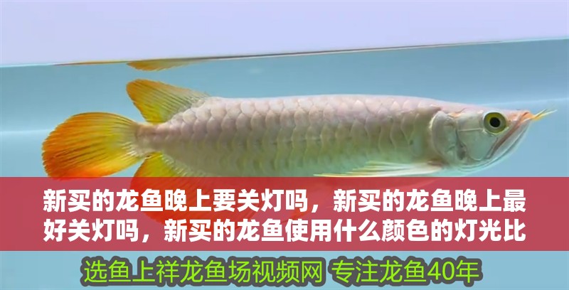 新買的龍魚晚上要關燈嗎，新買的龍魚晚上最好關燈嗎，新買的龍魚使用什么顏色的燈光比較好