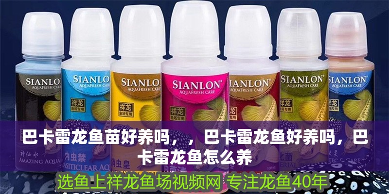 巴卡雷龍魚苗好養嗎，，巴卡雷龍魚好養嗎，巴卡雷龍魚怎么養