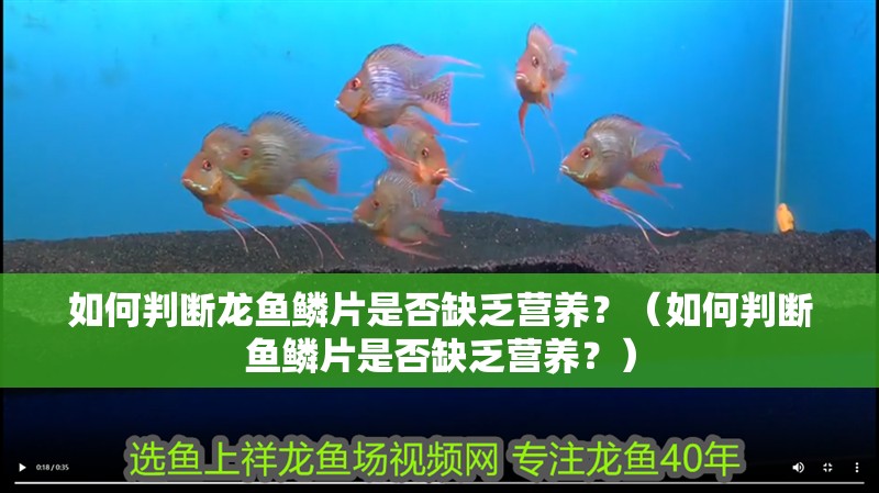 如何判斷龍魚鱗片是否缺乏營養(yǎng)？（如何判斷魚鱗片是否缺乏營養(yǎng)？）