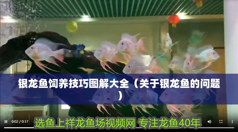 銀龍魚飼養技巧圖解大全（關于銀龍魚的問題）