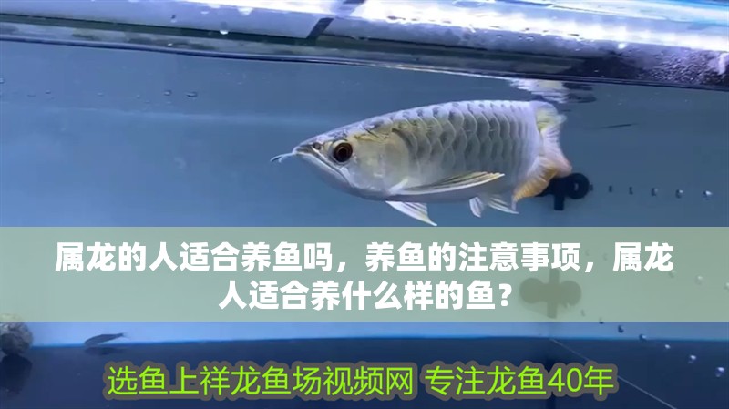 屬龍的人適合養魚嗎，養魚的注意事項，屬龍人適合養什么樣的魚？