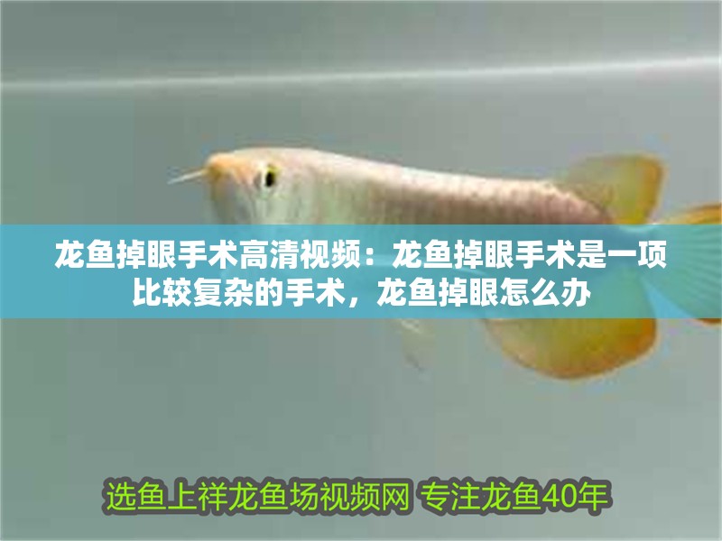 龍魚掉眼手術(shù)高清視頻：龍魚掉眼手術(shù)是一項(xiàng)比較復(fù)雜的手術(shù)，龍魚掉眼怎么辦