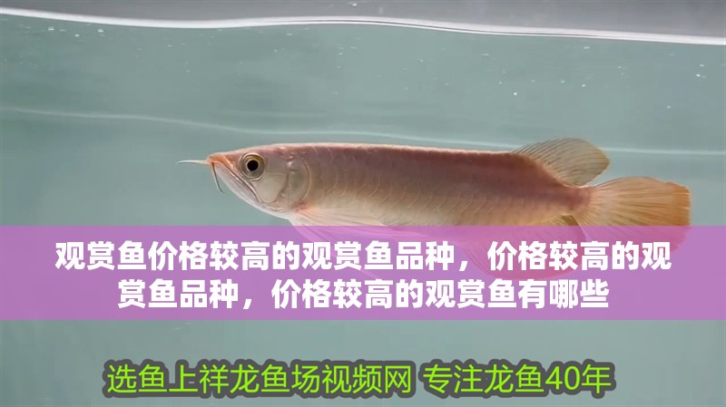 觀賞魚價格較高的觀賞魚品種，價格較高的觀賞魚品種，價格較高的觀賞魚有哪些 觀賞魚價格較高的觀賞魚品種，價格較高的觀賞魚品種，價格較高的觀賞魚有哪些 觀賞魚百科 第1張
