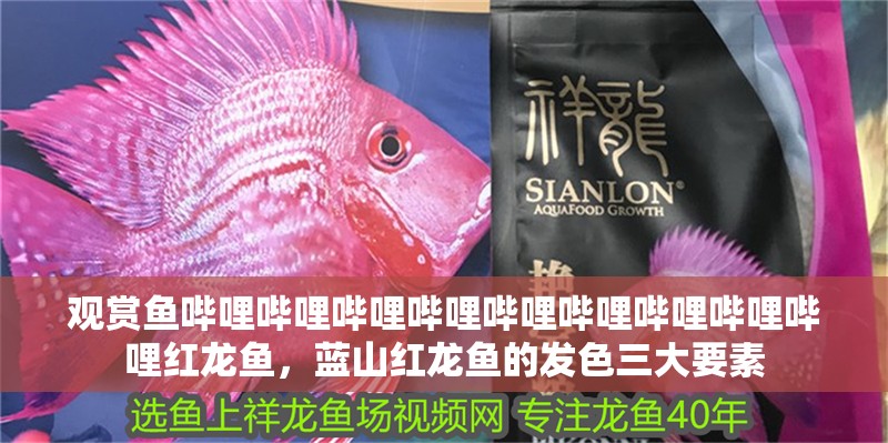 觀賞魚嗶哩嗶哩嗶哩嗶哩嗶哩嗶哩嗶哩嗶哩嗶哩紅龍魚，藍山紅龍魚的發色三大要素