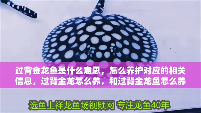 過背金龍魚是什么意思，怎么養護對應的相關信息，過背金龍怎么養，和過背金龍魚怎么養，